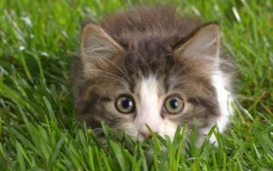 training kitten brentford vet