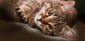 brentford vet cat kitten