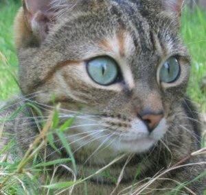 Tabby cat in grass