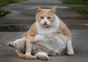 Overweight pets 