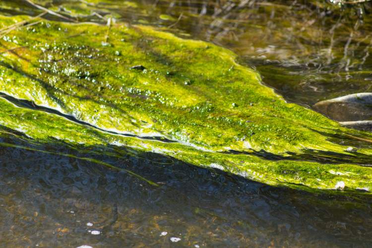 You tend to find blue green algae at lakes, freshwater ponds or streams