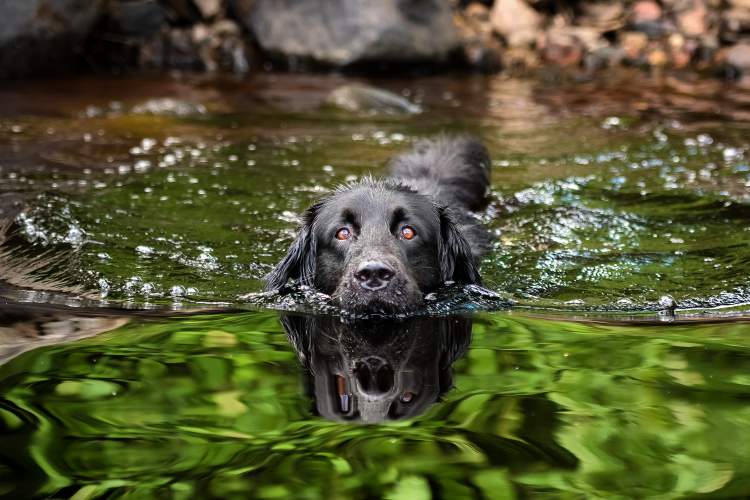 Your Dog Swimming, How To Keep Dogs Out Of Garden Ponds