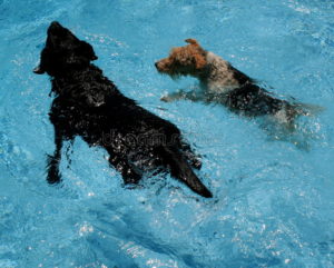 swimming-dogs-7217562