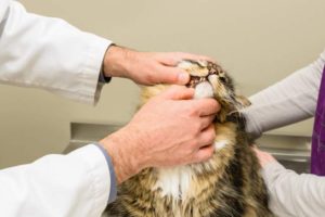 cat health check zoetis