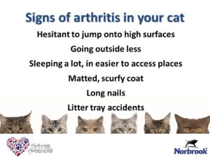 Arthritis & your cat