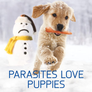 week-3-post-2-parasites-love-puppies-image