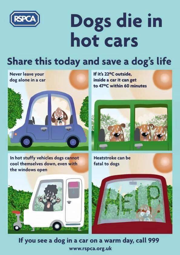 dogs die in HOT cars..